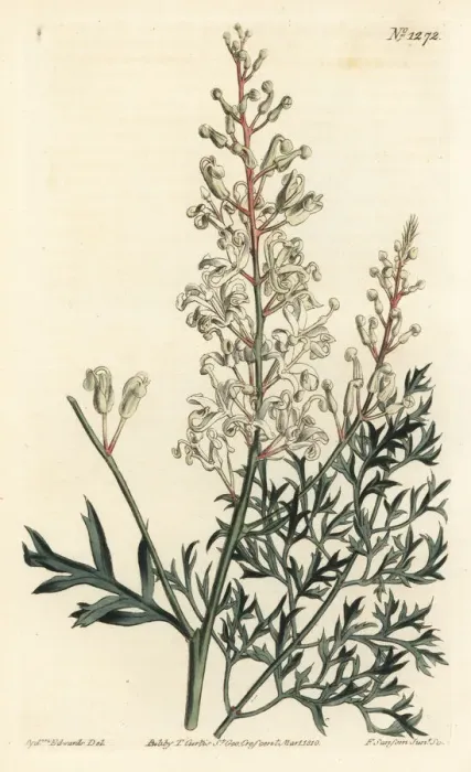 Framed Print : Crinkle bush or parsley fern, Lomatia silaifolia Framed Print : Crinkle bush or parsley fern, Lomatia silaifolia