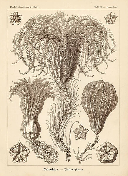 Crinoidea sea lilies