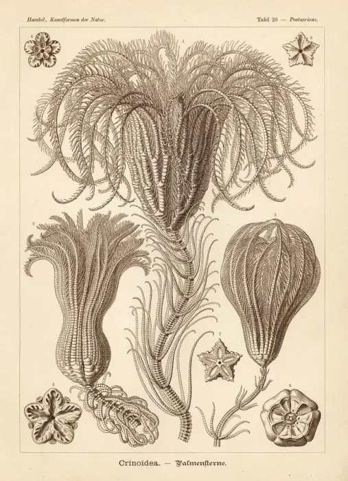 Framed Print : Crinoidea sea lilies Framed Print : Crinoidea sea lilies