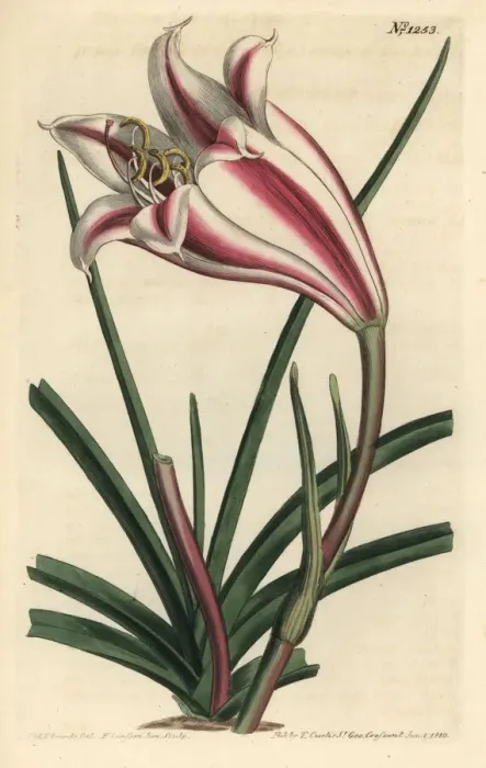 Framed Print : Crinum ornatum Framed Print : Crinum ornatum