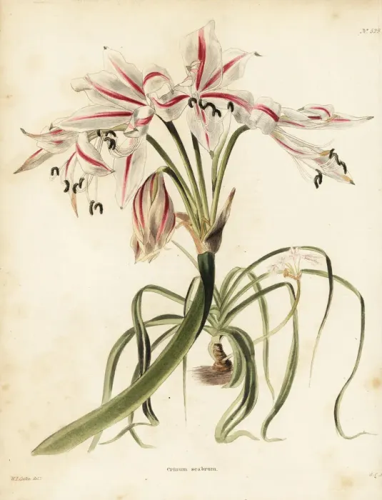 Framed Print : Crinum ornatum Framed Print : Crinum ornatum