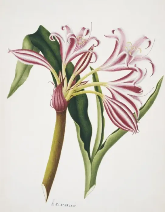 Framed Print : Crinum sp. lily Framed Print : Crinum sp. lily