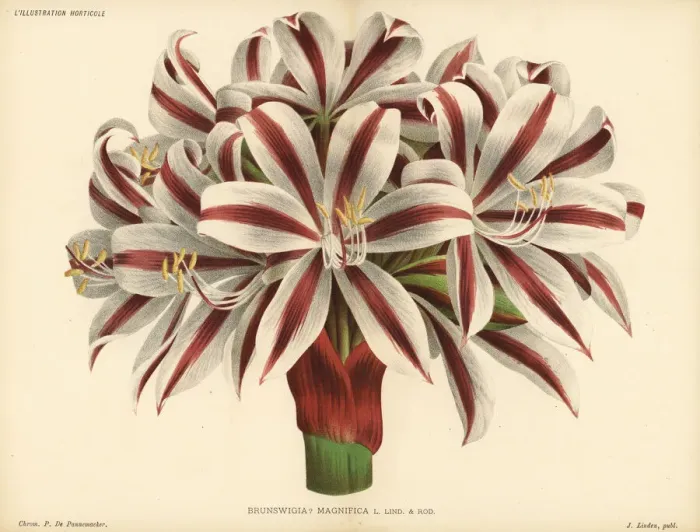 Framed Print : Crinum stuhlmannii subsp. delagoense Framed Print : Crinum stuhlmannii subsp. delagoense