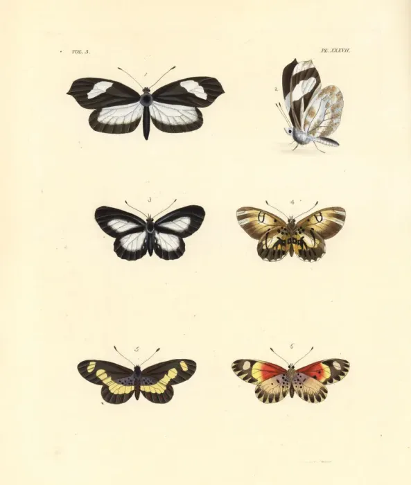 Framed Print : Crisia mimic white, Drurys delight and bonasia acraea Framed Print : Crisia mimic white, Drurys delight and bonasia acraea