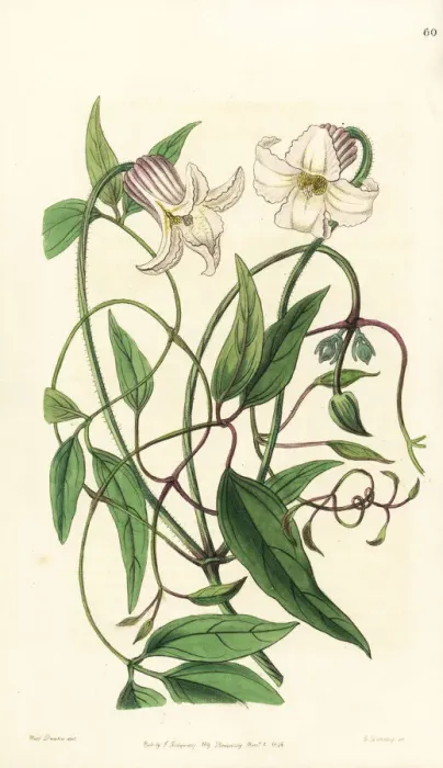 Framed Print : Crisp-flowered clematis, Clematis crispa Framed Print : Crisp-flowered clematis, Clematis crispa