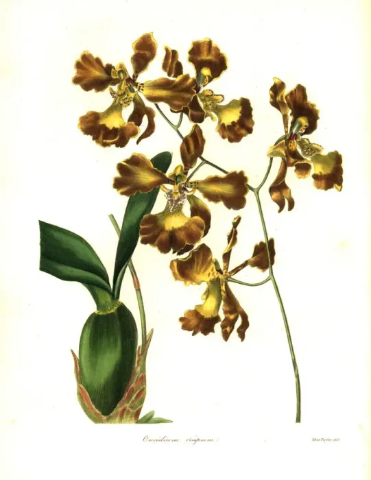 Framed Print : Crisped-flowered oncidium, Oncidium crispum Framed Print : Crisped-flowered oncidium, Oncidium crispum