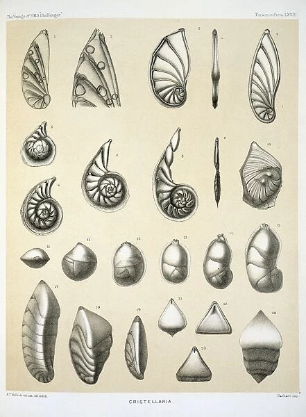 Cristellaria. Plate 68 from Voyage of the H.M.S