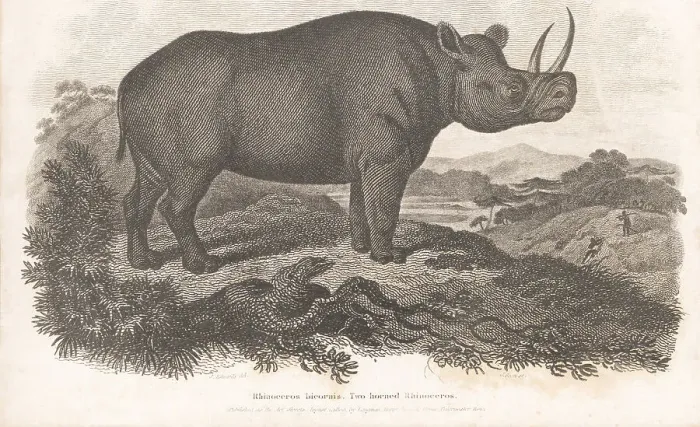 Framed Print : Critically endangered black rhino, Diceros bicornis 2 Framed Print : Critically endangered black rhino, Diceros bicornis 2