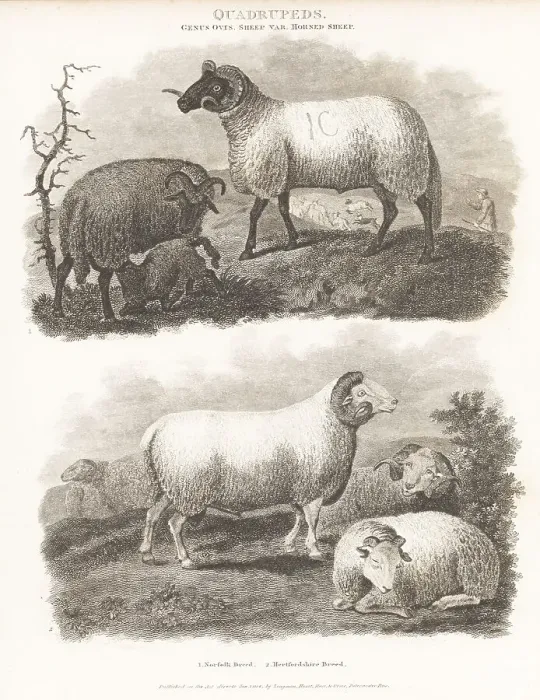 Framed Print : Critically endangered Norfolk Horn and extinct Hertfordshire she Framed Print : Critically endangered Norfolk Horn and extinct Hertfordshire she