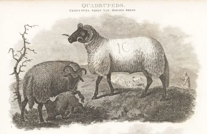 Framed Print : Critically endangered Norfolk Horn sheep Framed Print : Critically endangered Norfolk Horn sheep