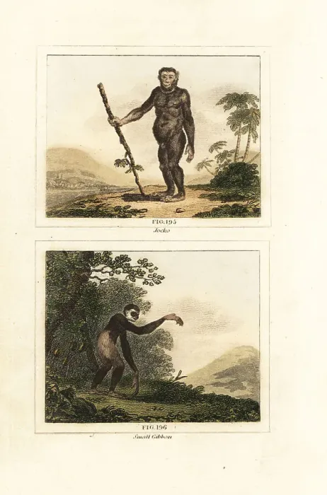 Framed Print : Critically endangered orangutan and gibbon Framed Print : Critically endangered orangutan and gibbon