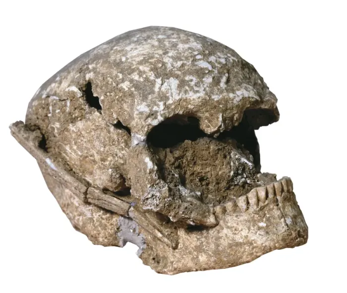 Framed Print : Cro-Magnons skull (2800-2500 BC). Catalan Sepulcres Framed Print : Cro-Magnons skull (2800-2500 BC). Catalan Sepulcres