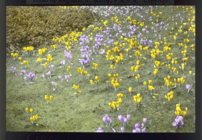 Framed Print : Croci at Kew Gardens Framed Print : Croci at Kew Gardens