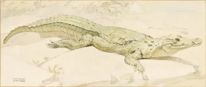 Framed Print : Crocodile. A crocodile sunning itself on a riverbank Framed Print : Crocodile. A crocodile sunning itself on a riverbank