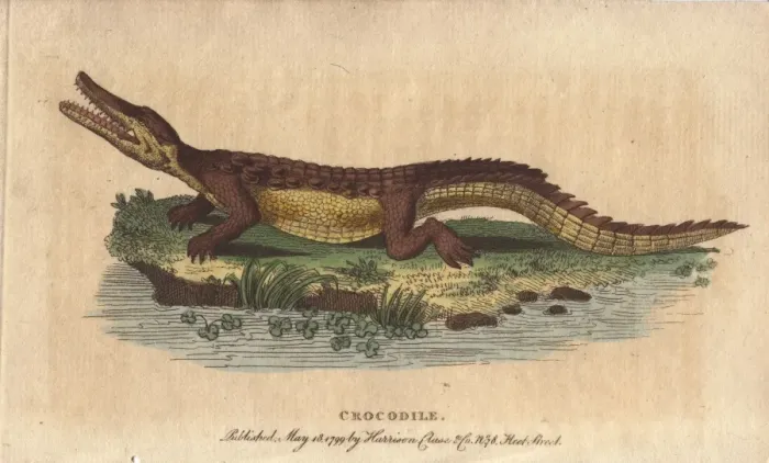 Framed Print : Crocodile, Crocodylus niloticus Framed Print : Crocodile, Crocodylus niloticus