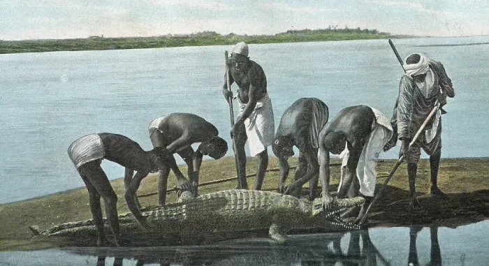 Framed Print : Crocodile Hunt on the River Nile, Sudan Framed Print : Crocodile Hunt on the River Nile, Sudan