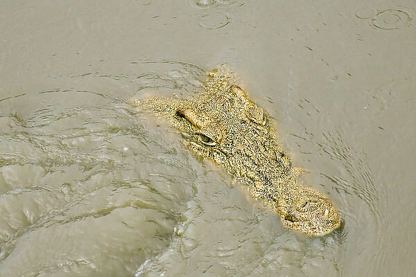 Crocodile - Just appearing from water