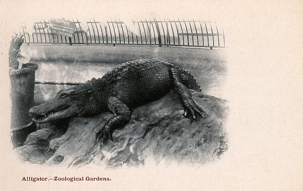 Crocodile at London Zoological Gardens, Regents Park, London