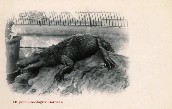 Framed Print : Crocodile at London Zoological Gardens, Regents Park, London Framed Print : Crocodile at London Zoological Gardens, Regents Park, London