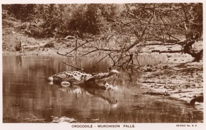 Framed Print : Crocodile at Murchison Falls, Uganda Framed Print : Crocodile at Murchison Falls, Uganda