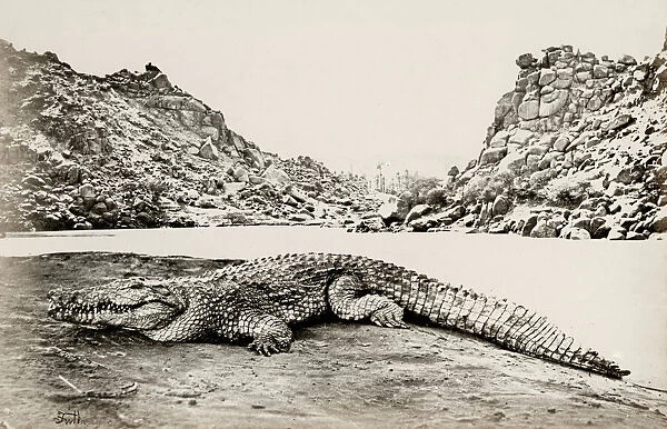Crocodile on a sandbank, Egypt, by Francis Frith 1857