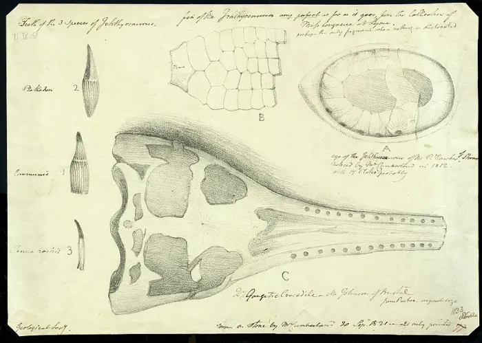 Framed Print : Crocodile skull with eye, paddle and teeth of ichthyosauri Framed Print : Crocodile skull with eye, paddle and teeth of ichthyosauri