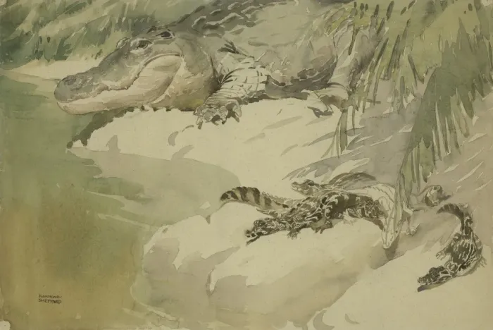 Framed Print : Crocodile and young Framed Print : Crocodile and young