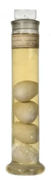 Framed Print : Crocodilus niloticus, Nile crocodile eggs Framed Print : Crocodilus niloticus, Nile crocodile eggs