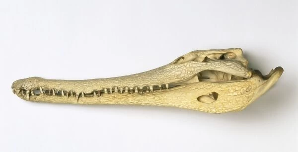 Crocodylus cataphractus, African slender-snouted crocodile