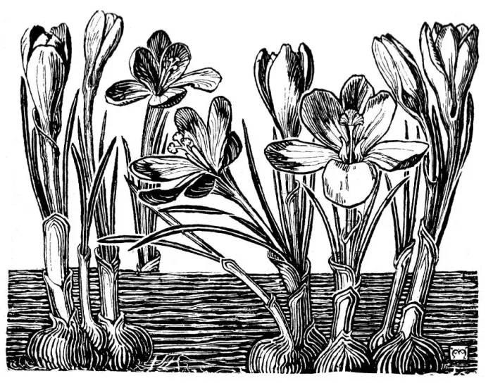 Framed Print : Crocus. Studies in plant form with suggestions for their application to design Framed Print : Crocus. Studies in plant form with suggestions for their application to design