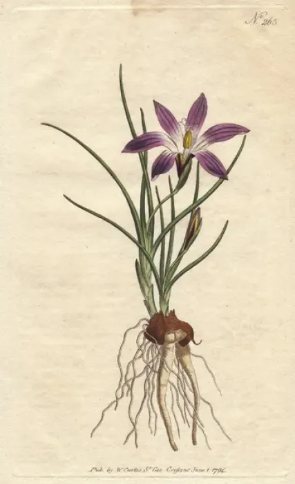Framed Print : Crocus-leav d ixia with purple flowers, native Framed Print : Crocus-leav d ixia with purple flowers, native