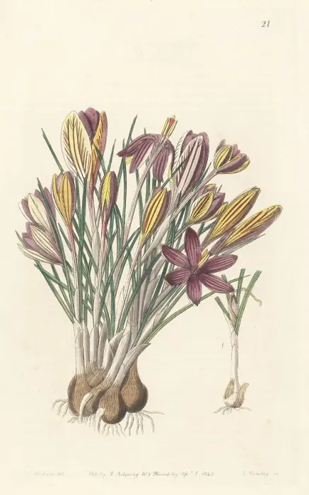Framed Print : Crocus minimus Framed Print : Crocus minimus