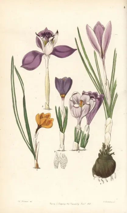 Framed Print : Crocus varieties Framed Print : Crocus varieties