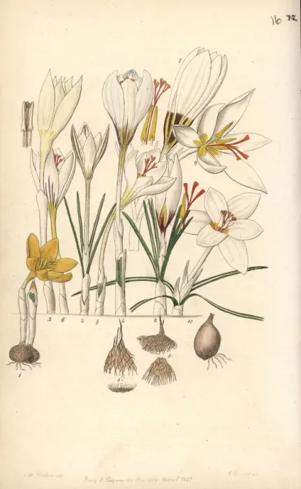 Framed Print : Crocus varieties Framed Print : Crocus varieties
