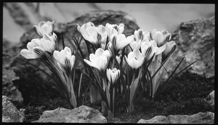 Framed Print : Crocus Versicolor in a rockery Framed Print : Crocus Versicolor in a rockery