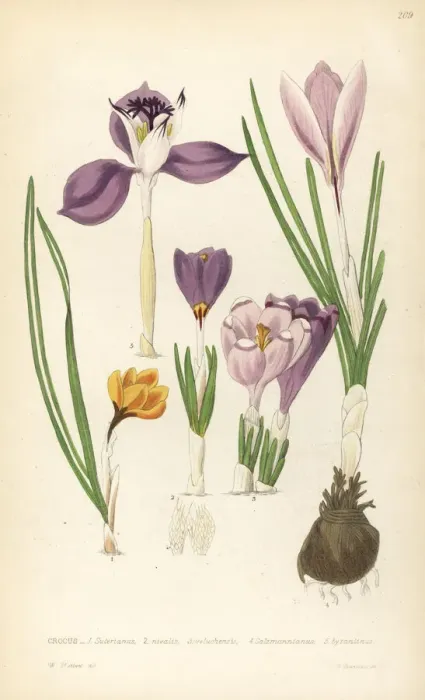 Framed Print : Crocuses, Croci Framed Print : Crocuses, Croci