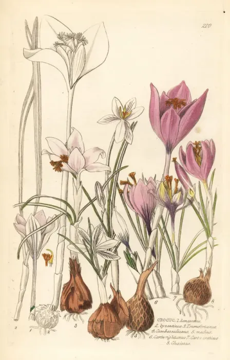 Framed Print : Crocuses, Croci Framed Print : Crocuses, Croci