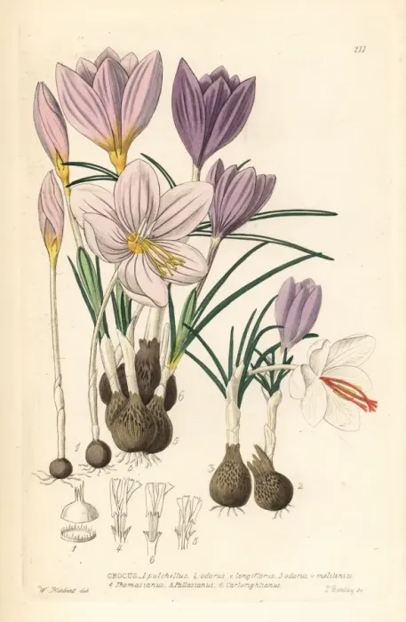 Framed Print : Crocuses, Croci Framed Print : Crocuses, Croci
