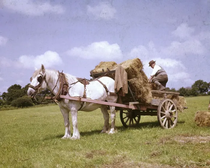 Framed Print : Crofters with horse and cart, Barra, Outer Hebrides Framed Print : Crofters with horse and cart, Barra, Outer Hebrides