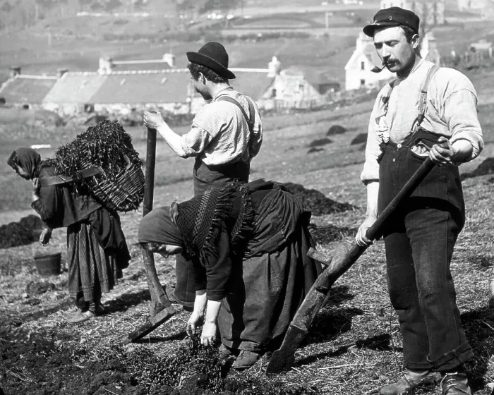 Framed Print : Crofters using a cas chrom to dig peat Victorian period Framed Print : Crofters using a cas chrom to dig peat Victorian period