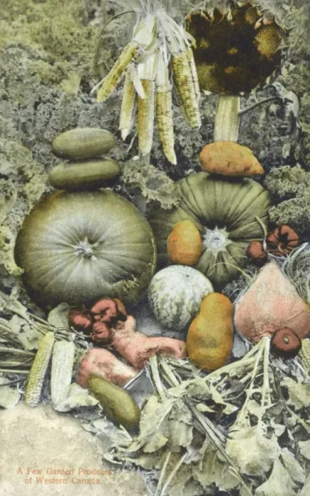 Framed Print : A crop of vegetables - Western Canada Framed Print : A crop of vegetables - Western Canada