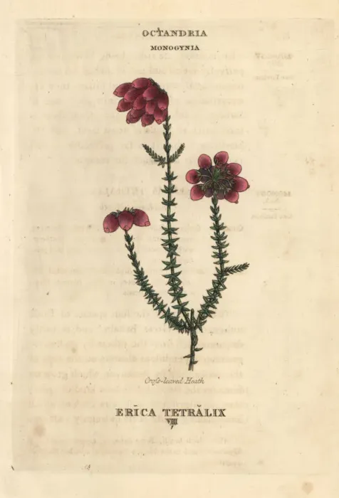 Framed Print : Cross-leaved heath, Erica tetralix Framed Print : Cross-leaved heath, Erica tetralix