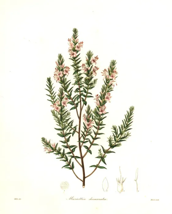 Framed Print : Cross-leaved marcetia, Marcetia decussata Framed Print : Cross-leaved marcetia, Marcetia decussata