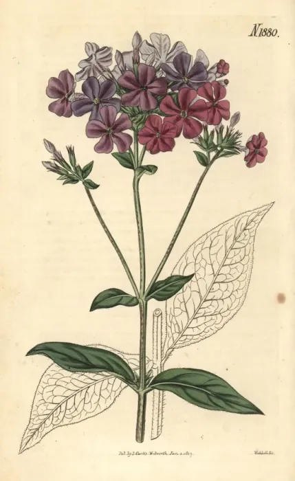 Framed Print : Cross-leaved phlox or lychnidea, Phlox acuminata Framed Print : Cross-leaved phlox or lychnidea, Phlox acuminata