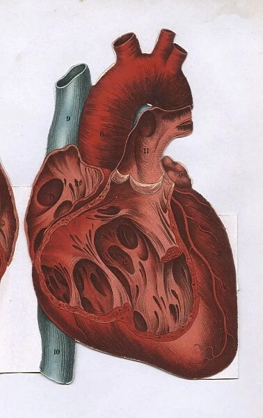 Cross section of a heart