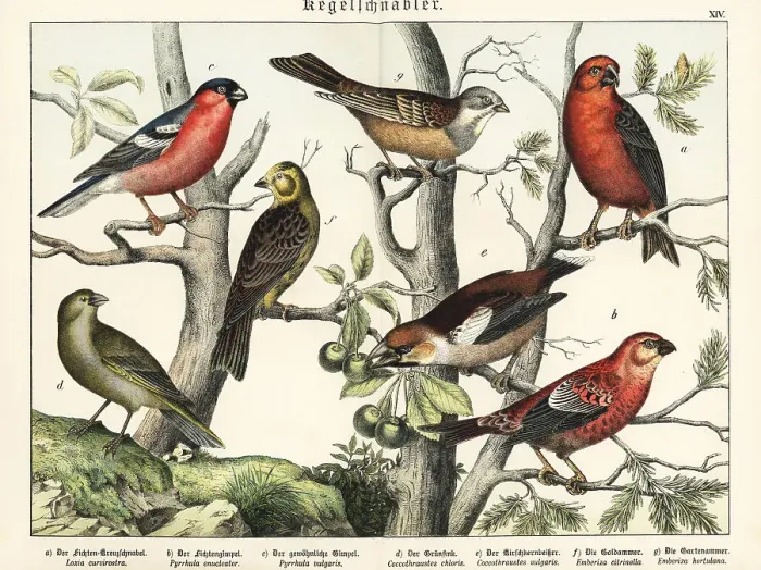 Framed Print : Crossbill, grosbeak, finches and yellowhammer Framed Print : Crossbill, grosbeak, finches and yellowhammer