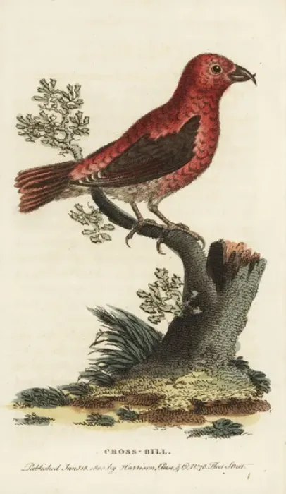 Framed Print : Crossbill, Loxia curvirostra Framed Print : Crossbill, Loxia curvirostra