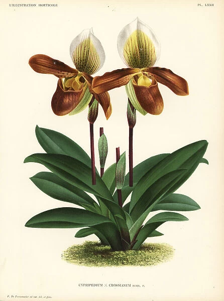 Cross's Paphiopedilum orchid