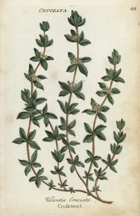 Framed Print : Crosswort, Cruciata laevipes