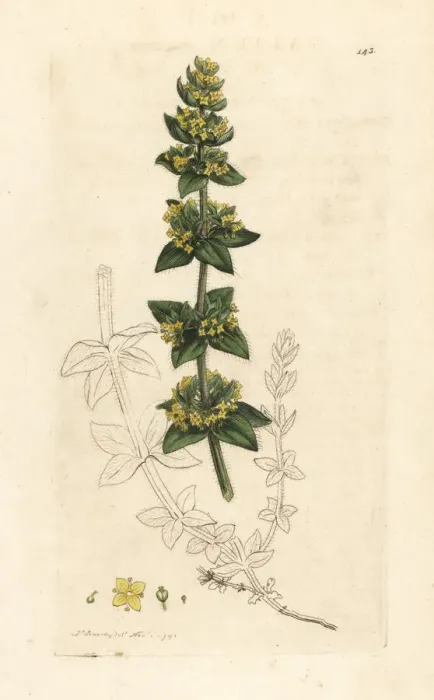Framed Print : Crosswort or smooth bedstraw, Cruciata laevipes Framed Print : Crosswort or smooth bedstraw, Cruciata laevipes